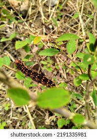 A Caterpillar (argynnis Hyperbius) With A Black Hairy Body And A Brownish Yellow Head Is Walking On A Branch Of A Tree To Eat Leaves Around The Wild Garden Behind The House During The Day