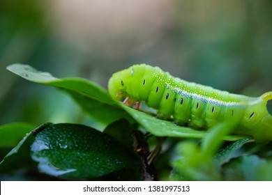 Caterpillar Big Green Worm Giant Green Stock Photo 1381997513 ...