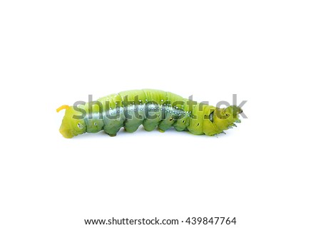 Caterpillar, Big green worm, Giant green worm
