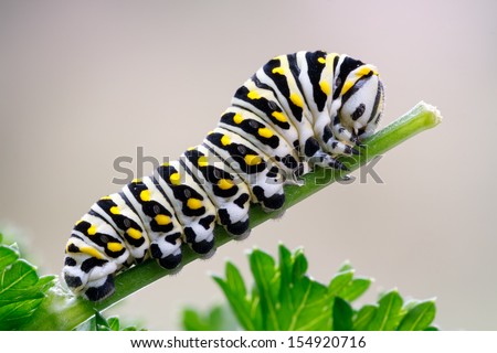 Caterpillar of a black swallowtail butterfly munching on parsley. Larva of the (eastern) black swallowtail (Papilio polyxenes), also called the American swallowtail or parsnip swallowtail.