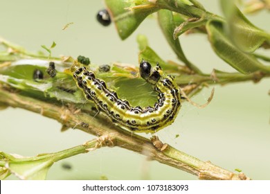 Caterpillar of box tree moth Cydalima perspectalis