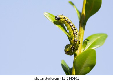 Caterpillar of the box tree moth (Cydalima perspectalis) on a buxus