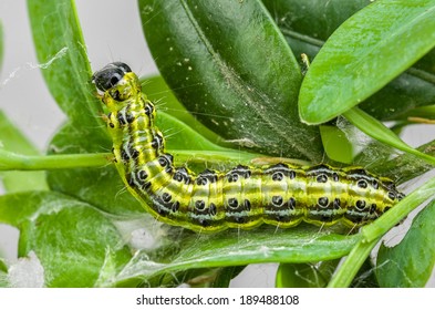 Caterpillar of the box tree moth (Cydalima perspectalis)
