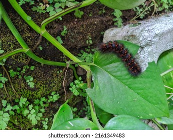 Caterpillar With Brown And Black Body Hair Eating 