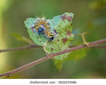 Caterpillar Of Buff Tip Moth, On Leaf Underside. UK.