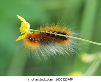 Caterpillar Of Butterfly Arctia Caja