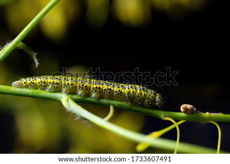 caterpillar of the cabbage super macro