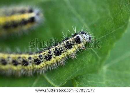 Caterpillar / Chenille