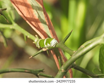 caterpillar of a colourful tropical butterfly in the botanical garden  - Powered by Shutterstock