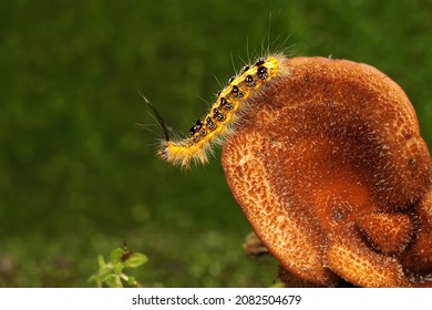 A caterpillar with a combination of yellow and black is eating a fungus that grows on the moss-covered ground. 