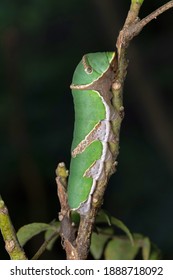 95 Common mormon butterfly caterpillar Images, Stock Photos & Vectors ...