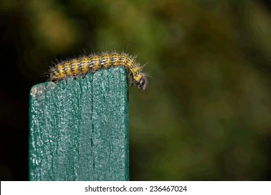 Caterpillar crawling on green fence
