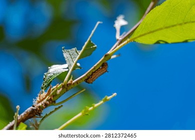 A caterpillar crawling on a plum tree branch against a blue sky