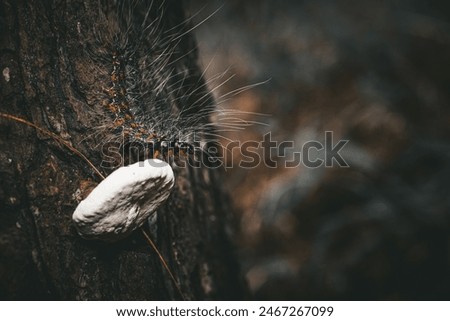 A caterpillar crawling on a tree trunk, which is covered in white fungus. The caterpillar’s hairy body contrasts with the smooth bark, and the presence of moss adds to the woodland ambiance