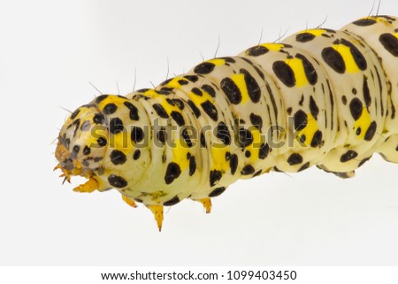 Caterpillar of Cucullia verbasci isolated on a white background
