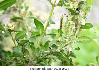 Caterpillar Cydalima perspectalis colony infested buxus sempervirens shrub, clean eating on green box wood  leaves, common garden pest, insect, insecticide treatment control, 