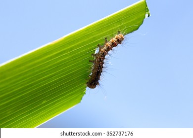 Caterpillar Eating Green Leaf