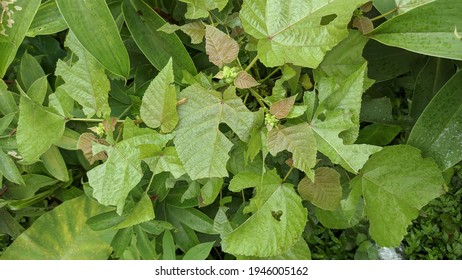 A Caterpillar Is Eating The Green Leaves In The Garden. Fresh Green Leaf Background For Youtube Banner And Thumbnail