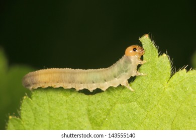 Caterpillar Eating A Leaf