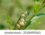 Caterpillar eating leaf. Macro Worm the caterpillars eating leaves, close up. High quality photo