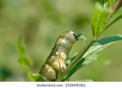 Caterpillar eating leaf. Macro Worm the caterpillars eating leaves, close up. High quality photo - Powered by Shutterstock