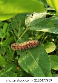 A Caterpillar Eating Peanut Leaves