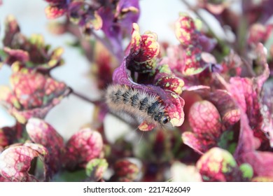 A Caterpillar Eating Plant Leaves