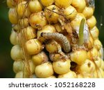 Caterpillar of The European corn borer or borer or high-flyer (Ostrinia nubilalis) on corn cob and grains. It is a moth of the family Crambidae. It is a one of most important pest of corn crop.