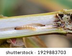 Caterpillar of The European corn borer or borer or high-flyer (Ostrinia nubilalis) on corn stalk. It is a moth of the family Crambidae. It is a one of most important pest of maize crops.
