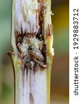 Caterpillar of The European corn borer or borer or high-flyer (Ostrinia nubilalis) on corn stalk. It is a moth of the family Crambidae. It is a one of most important pest of maize crops.