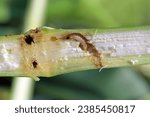 Caterpillar of The European corn borer or high-flyer (Ostrinia nubilalis) in corn plant. It is a moth of the family Crambidae.