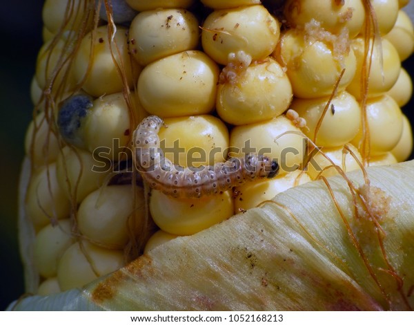 caterpillar european corn borer borer highflyer animals european corn borer
