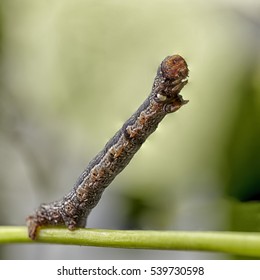 Caterpillar Of Geometridae Macro