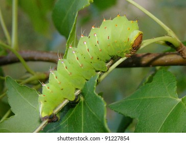 Luna Moth Caterpillar Images Stock Photos Vectors Shutterstock