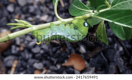 Caterpillar, Green butterfly worm, green worm on a tree branch  of flower