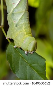 Caterpillar Giant Silk Moth Polyphemus Nearly Stock Photo (Edit Now ...