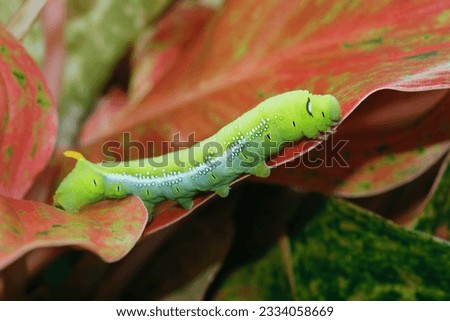 The caterpillar (green worm) is crawling on the leaf, fully grown caterpillar of Daphnis nerii or Oleander hawk moth or Army green moth.