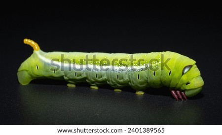 caterpillar, green worm on black isolated background
