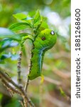 Caterpillar, Green worm (Papilio demoleus Linnaeus) on the branch of the Gerdenia Crape Jasmine (Gardenia jasminoides) 