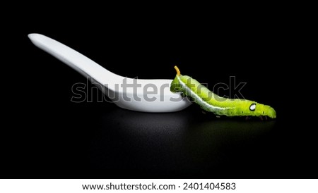 caterpillar, green worm with white spoon