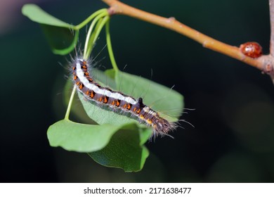 Caterpillar of the grey dagger moth (Acronicta psi) feeding on pear leaf. 