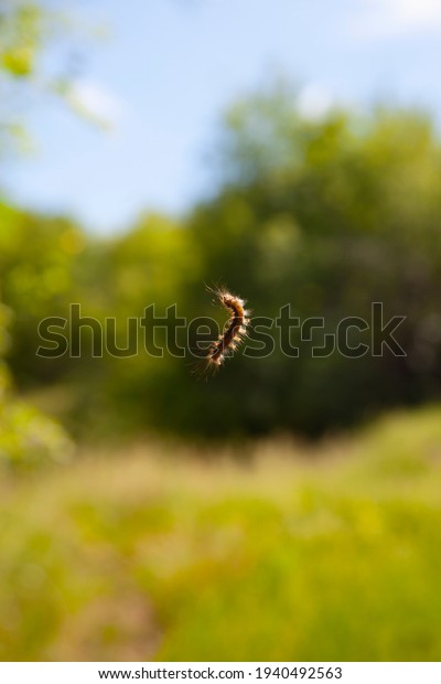 240 afbeeldingen voor Caterpillar hanging by a thread: afbeeldingen ...