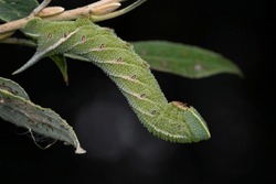 Caterpillar Of A Hawk Eyed Moth Hanging On A Branch Of A Willow With A Black Background
