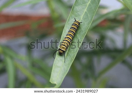 caterpillar, insect, monarch, bug, wildlife