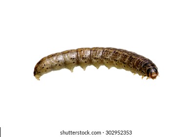  caterpillar isolated on a white background 