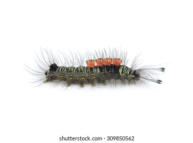 caterpillar isolated on a white background