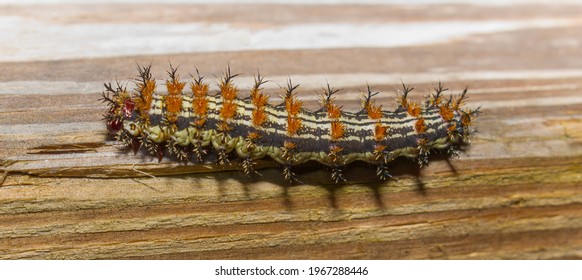 Caterpillar Or Larva Form Of The Buck Moth, Hemileuca Maia (Drury), Is A Member Of Saturniidae, The Giant Silkworm Family - Prickly Stingers Orange Yellow Black Coloring, Red Head, On Wooden Fence