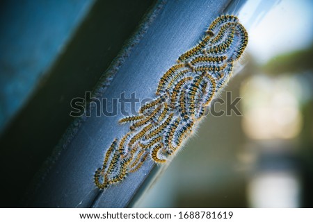 Similar – Image, Stock Photo Moth on pane window night