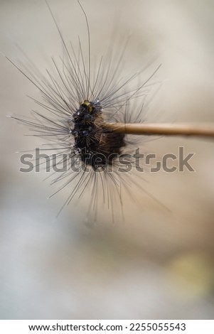 caterpillar with long black hair