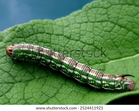 a caterpillar lying on a leaf